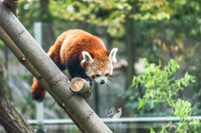 Sesja zdjęciowa zwierząt, zwierzęca fotografia, fotozwierzak