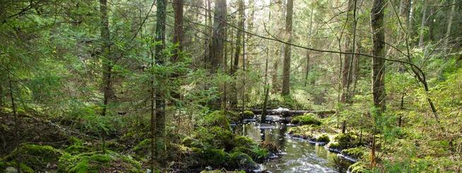 Bushcraft,Survival,Trekking-Organizacja wypraw-Beskidy.