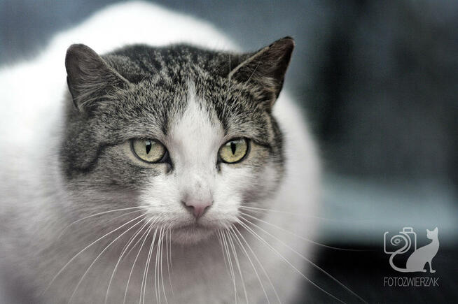 Sesja zdjęciowa zwierząt, zwierzęca fotografia, fotozwierzak