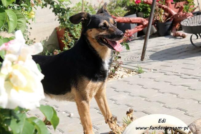 Edi - wesoły, średni piesek