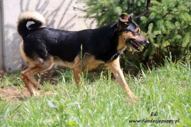 Edi - wesoły, średni piesek