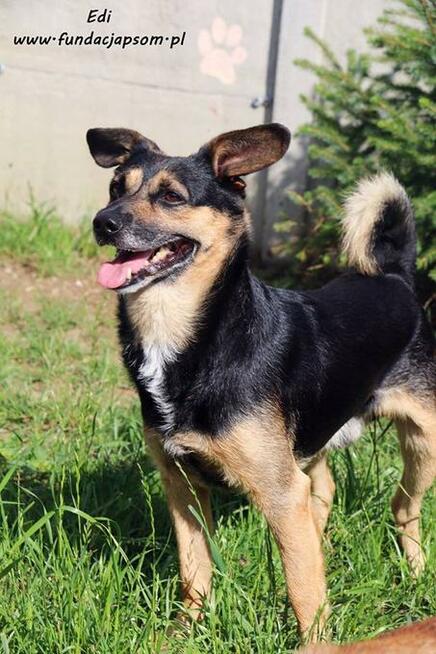 Edi - wesoły, średni piesek