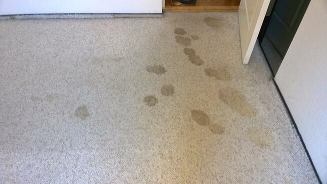 Profesjonalne Czyszczenie Wykładzin Dywanowych