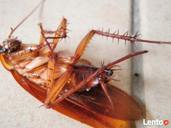 Zwalczanie pluskwy domowej - DDD Robak