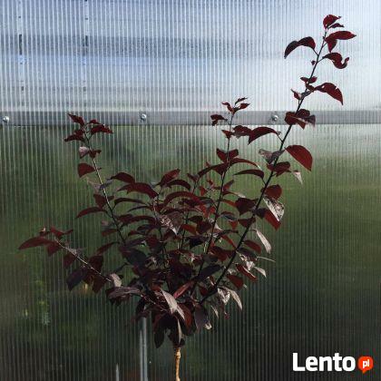 Śliwa wiśniowa Pissardii produkt sprzedawany w pojemniku