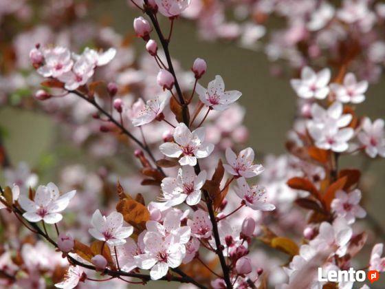 Śliwa wiśniowa Pissardii produkt sprzedawany w pojemniku