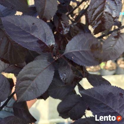 Śliwa wiśniowa Pissardii produkt sprzedawany w pojemniku