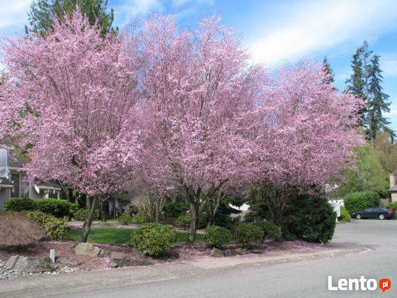 Śliwa wiśniowa Pissardii produkt sprzedawany w pojemniku