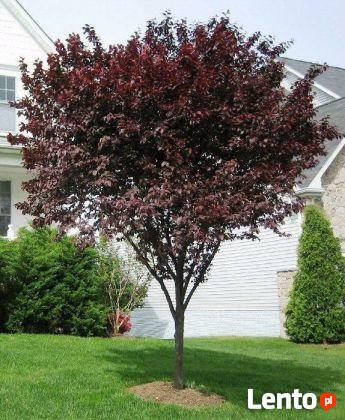 Śliwa wiśniowa Pissardii produkt sprzedawany w pojemniku