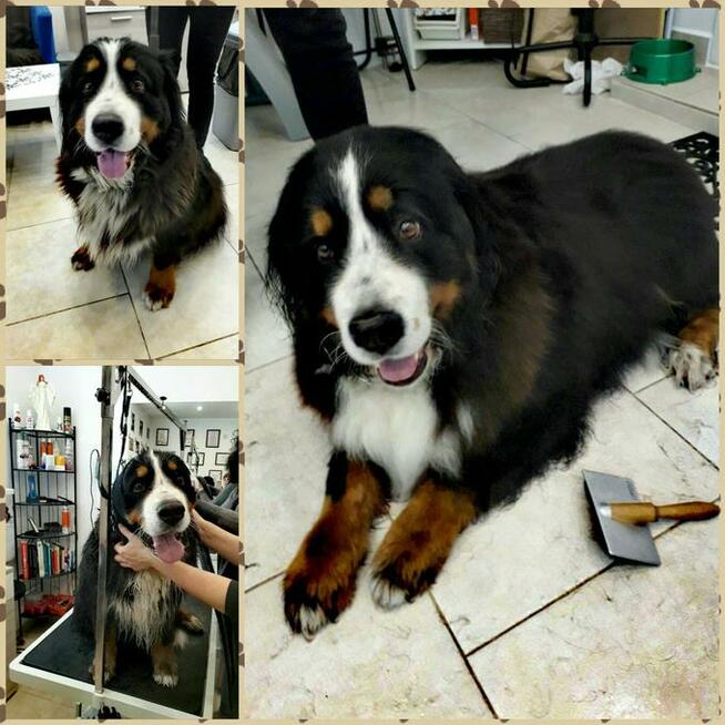 KURS GROOMINGU-STRZYŻENIE PSÓW ZAPRASZAMY SALON HAU-MIAŁ