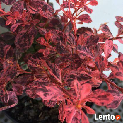 Berberys Thunberga Inspiration możliwość sadzenie do grudnia