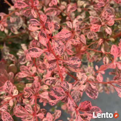 Berberys Thunberga Inspiration możliwość sadzenie do grudnia