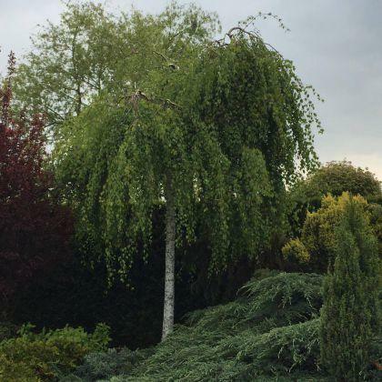 Brzoza zwisająca Youngii produkt sprzedawany w pojemniku