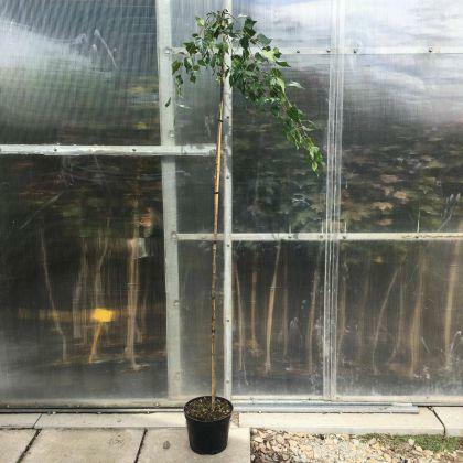 Brzoza zwisająca Youngii produkt sprzedawany w pojemniku