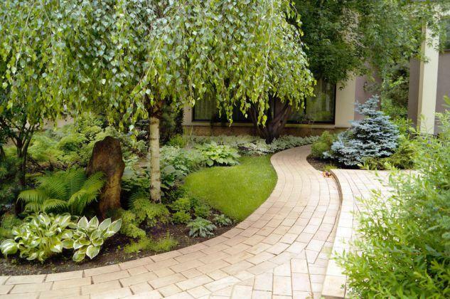 Brzoza zwisająca Youngii produkt sprzedawany w pojemniku