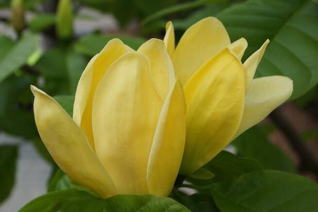 Magnolia Sunsation możliwość sadzenia do grudnia