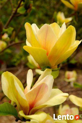 Magnolia Sunsation możliwość sadzenia do grudnia