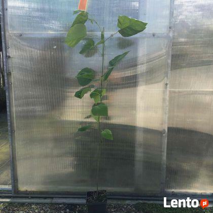 Surmia Bigoniowa produkt sprzedawany w pojemniku