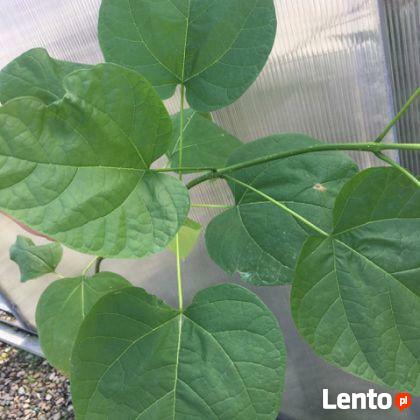 Surmia Bigoniowa produkt sprzedawany w pojemniku