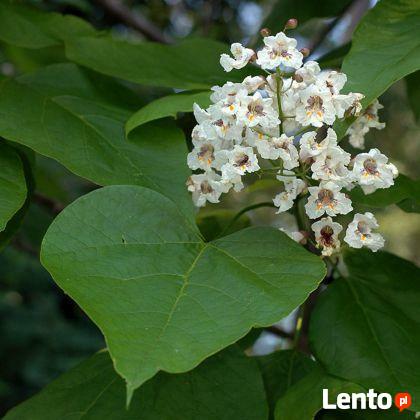 Surmia Bigoniowa produkt sprzedawany w pojemniku