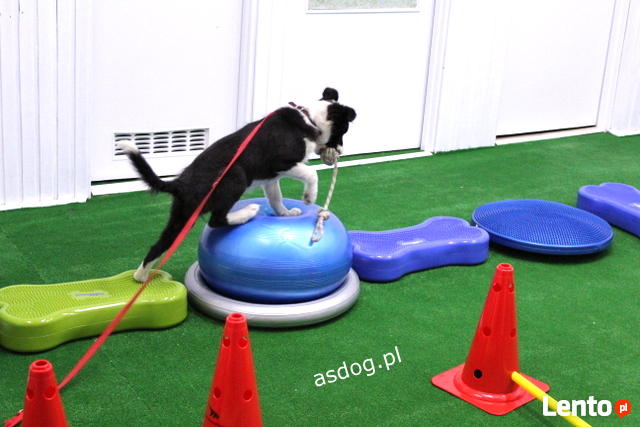ASDOG - Centrum Szkolenia Psów - Krosno i okolice
