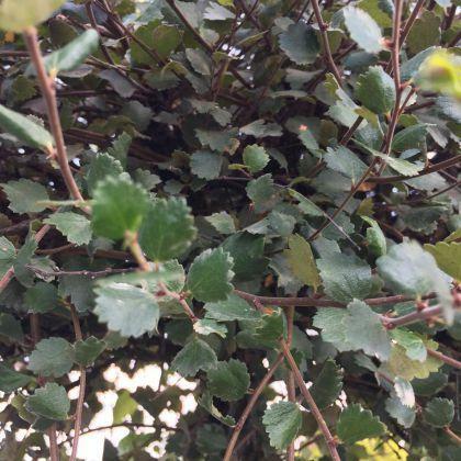 Brzoza karłowa Nana produkt sprzedawany w pojemniku