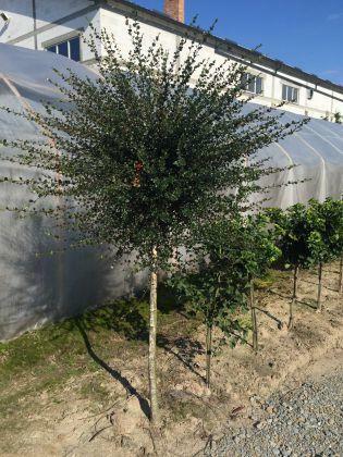 Brzoza karłowa Nana produkt sprzedawany w pojemniku