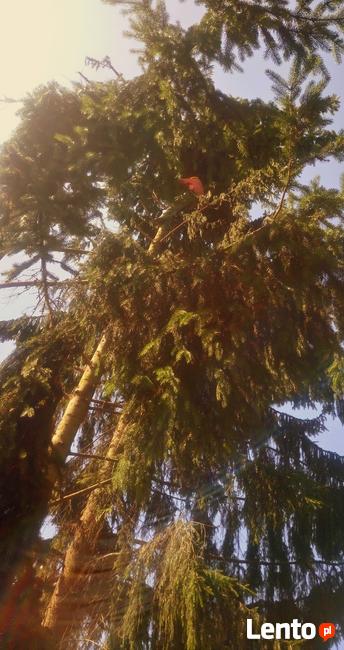 Wycinka drzew i krzewów