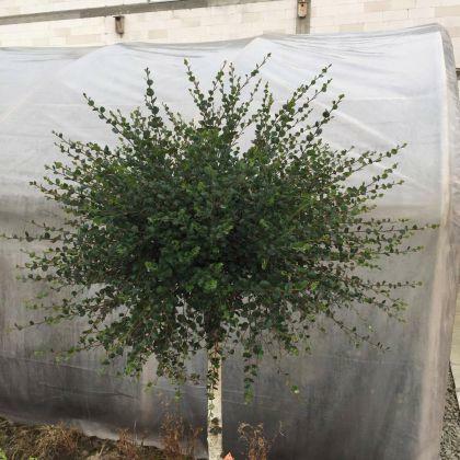 Brzoza karłowa Nana produkt sprzedawany w pojemniku