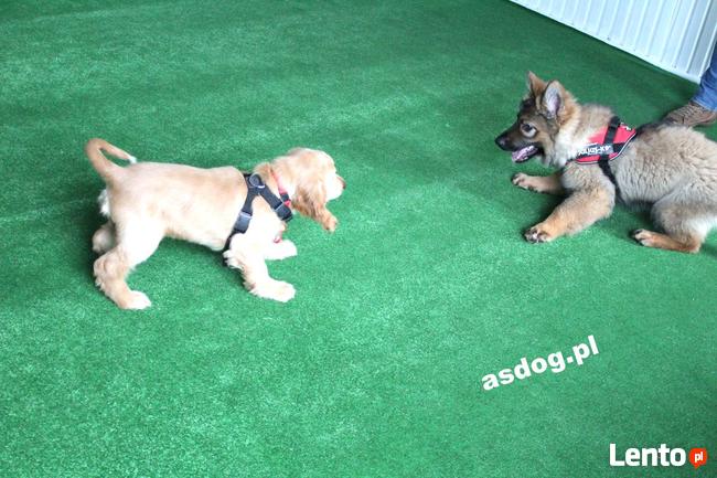 ASDOG - Centrum Szkolenia Psów - Krosno i okolice