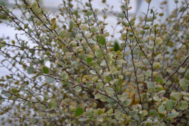 Brzoza karłowa Nana produkt sprzedawany w pojemniku