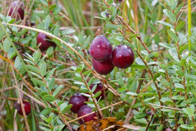 Żurawina wielkoowocowa Stevens produkt sadzony w pojemniku
