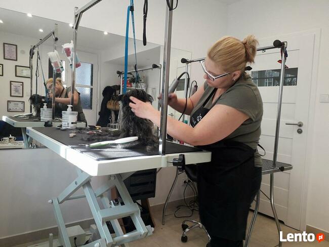 KURS GROOMINGU-STRZYŻENIE PSÓW ZAPRASZAMY SALON HAU-MIAŁ