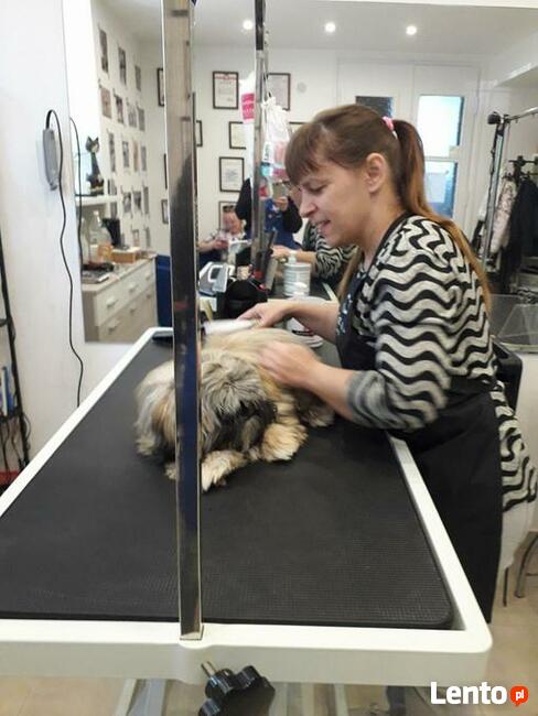 KURS GROOMINGU-STRZYŻENIE PSÓW ZAPRASZAMY SALON HAU-MIAŁ