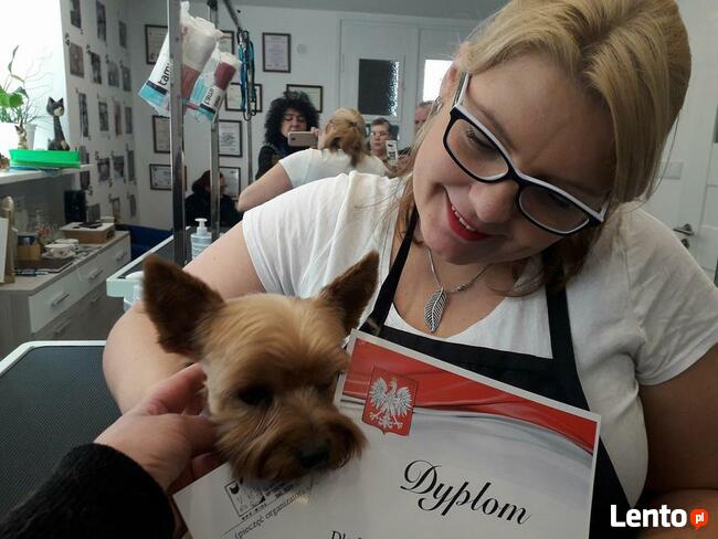 KURS GROOMINGU-STRZYŻENIE PSÓW ZAPRASZAMY SALON HAU-MIAŁ