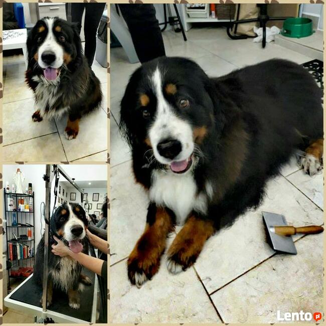 KURS GROOMINGU-STRZYŻENIE PSÓW ZAPRASZAMY SALON HAU-MIAŁ