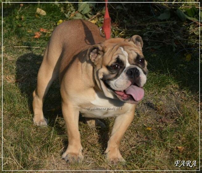 Masywna suczka buldog angielski ZKwP