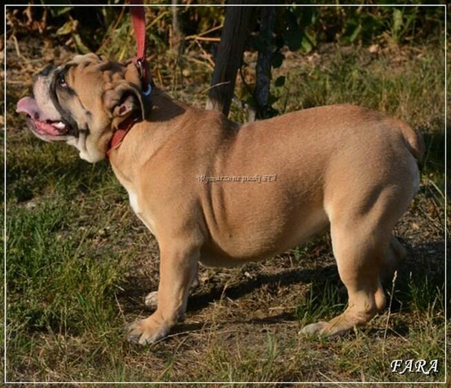 Masywna suczka buldog angielski ZKwP