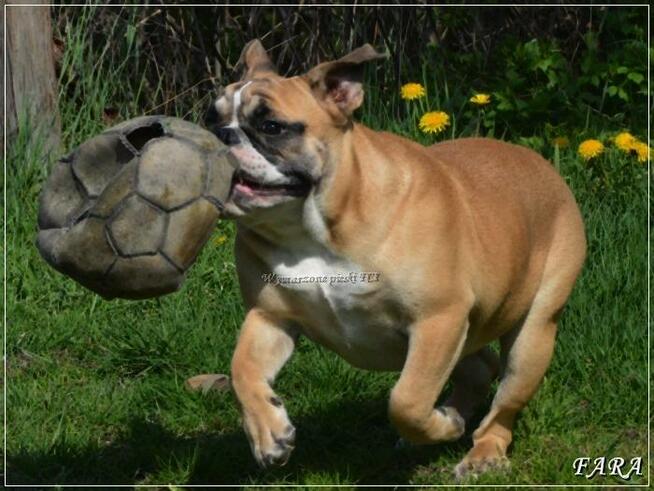 Masywna suczka buldog angielski ZKwP