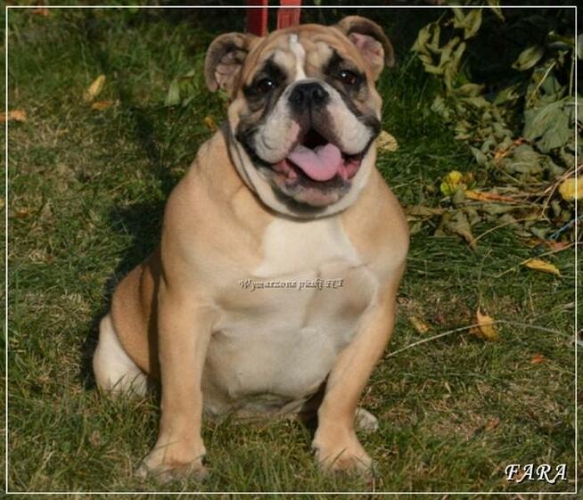 Masywna suczka buldog angielski ZKwP