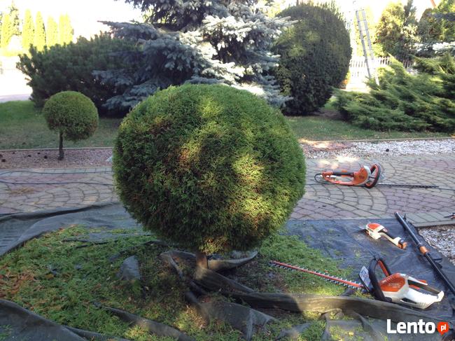 modelowanie przycinanie tui krzewów 505-933-515