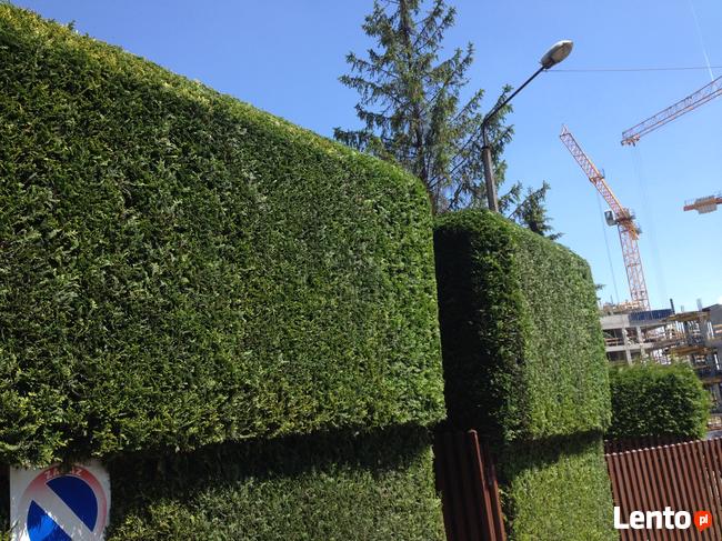 modelowanie przycinanie tui krzewów 505-933-515