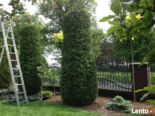 modelowanie przycinanie tui krzewów 505-933-515