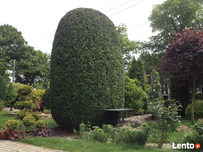 modelowanie przycinanie tui krzewów 505-933-515