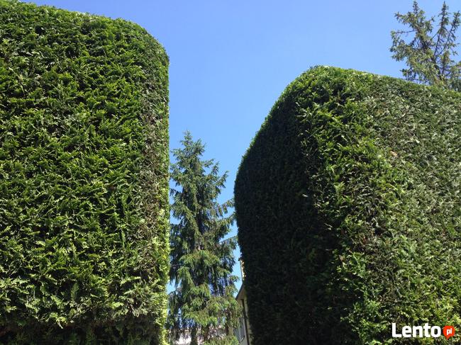 modelowanie przycinanie tui krzewów 505-933-515