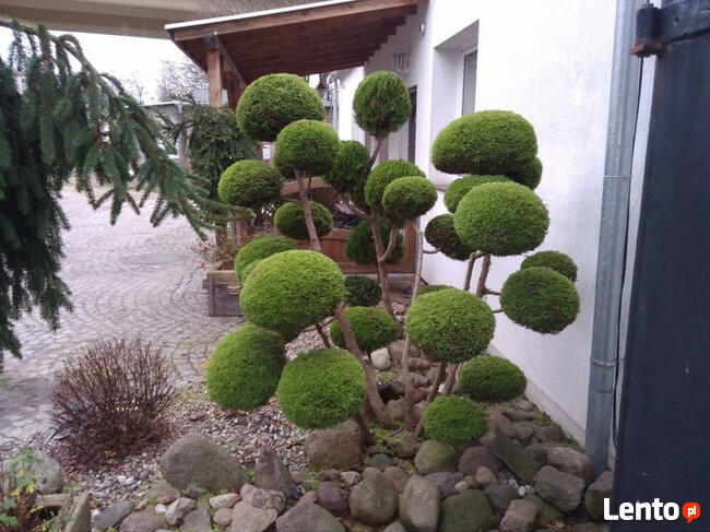Artystyczne cięcie krzewów oraz Żywopłotów