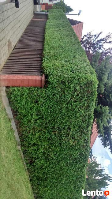 Artystyczne cięcie krzewów oraz Żywopłotów