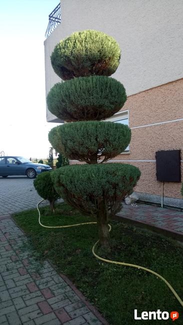 Artystyczne cięcie krzewów oraz Żywopłotów