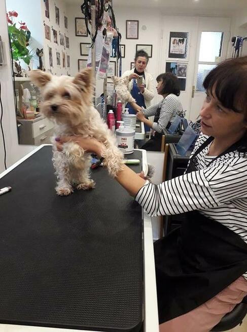 KURS GROOMINGU-STRZYŻENIE PSÓW ZAPRASZAMY SALON HAU-MIAŁ