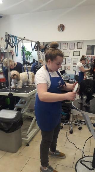 KURS GROOMINGU-STRZYŻENIE PSÓW ZAPRASZAMY SALON HAU-MIAŁ